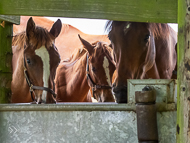 KS300622-108 - Kirtlington Stud Visit